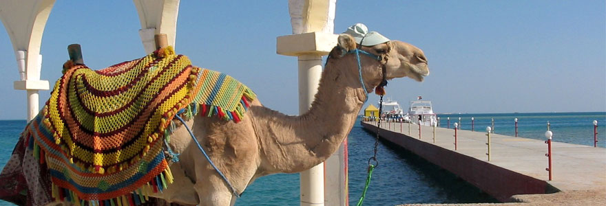 Catégorie afrique egypte